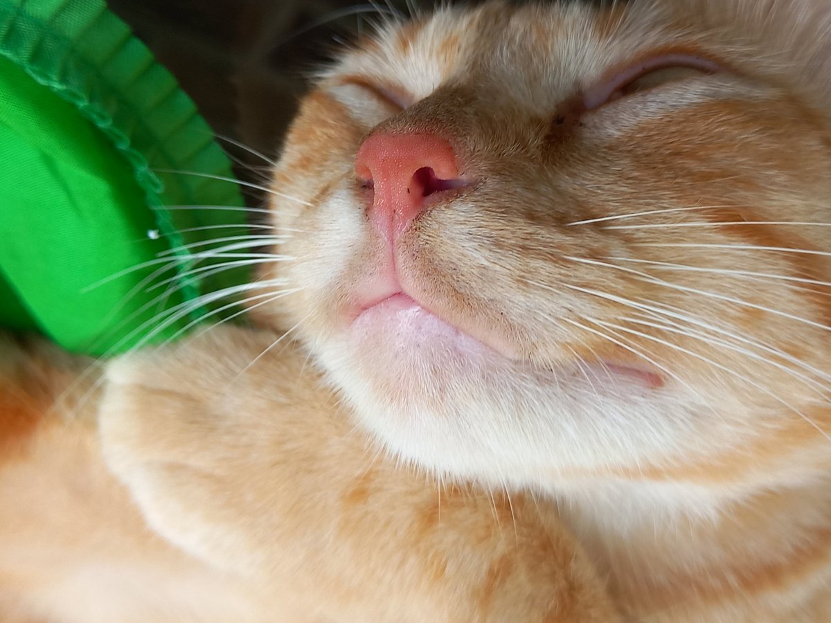 Erick_Lanser's tweet photo. @NFT_buyerr NFT Name:Kocheng Barbar
Collection of my cat photo
Link marketplace: https://t.co/p7FUENBBgA https://t.co/u8A4aS2MsU