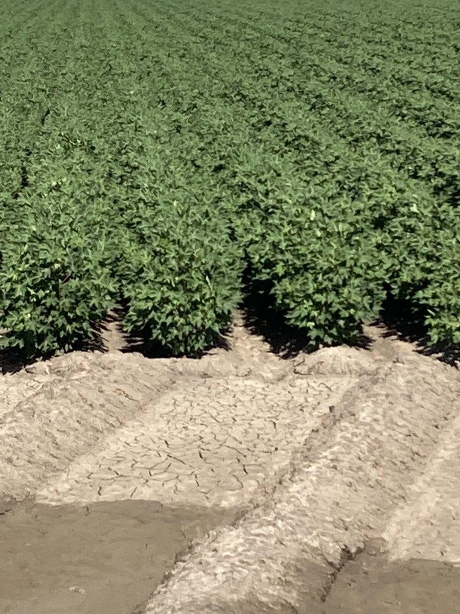 Michael Josh tweet media