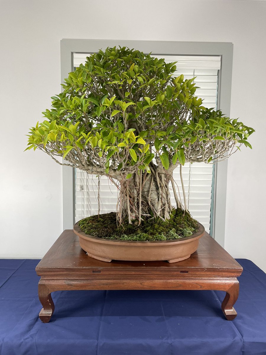 Banescar's tweet photo. Beautiful days work #Bonsai #readyfortheshow #BonsaiDawg #BestApprentice #PortJacksonFig https://t.co/TNjHyb2f8l