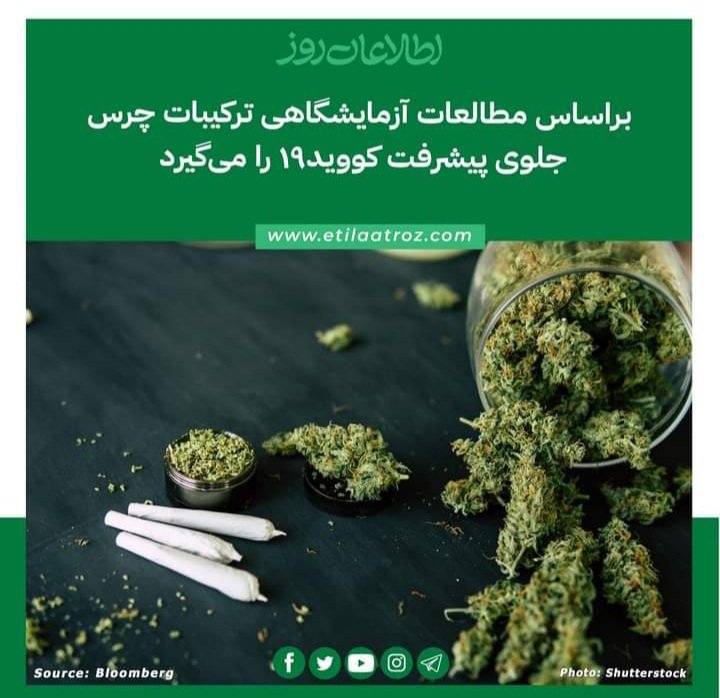 چرس = زندگی
تحقیقات تازه چرس را دلیل جلوگیری بشر از کواید ۱۹ نشان داده.