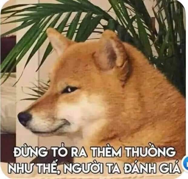 SDN0511's tweet photo. @Phongcuto31 Con cặc nè lựa đồ https://t.co/MqSLTkZB07