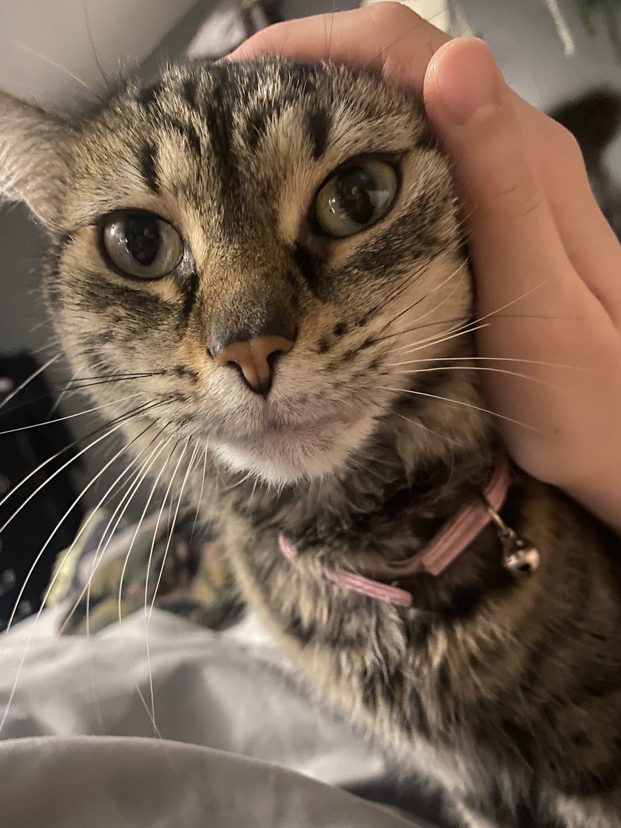 bri_steban's tweet photo. My sweet girl giving me all the love while miss rona is paying her visit 🙄 https://t.co/Z3SknKJg1m