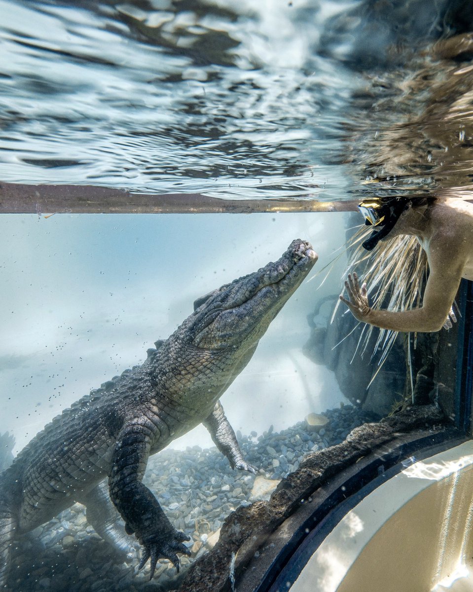 They say to never smile at a crocodile but what if it smiles at you first? Blown away to be able to swim with a croc at the Croc Arena at <a href="/HabitatWildlife/">Wildlife Habitat</a> in <a href="/PortDouglas_Aus/">PortDouglas&Daintree</a> <a href="/CairnsGBR/">Cairns & Great Barrier Reef</a> <a href="/Queensland/">Queensland Australia</a> <a href="/Australia/">Australia</a> #portdouglasdaintree #exploreCairnsGBR #thisisQueensland #seeAustralia