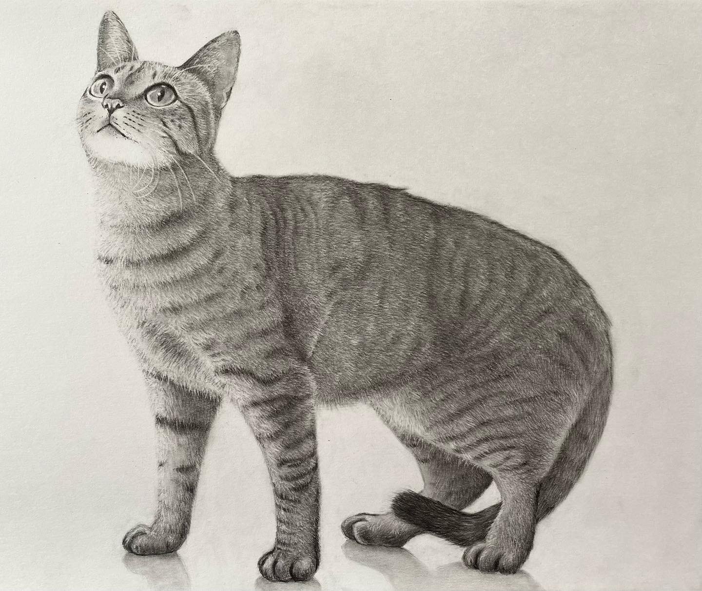 猫のデッサン mqdefault.jpg