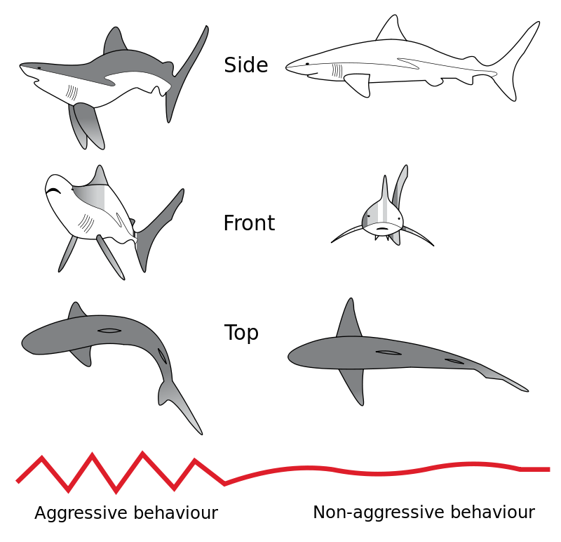 bombsfall's tweet image. when sharks display aggression they enter a posture known as &quot;Goof-ass Dork Mode&quot;