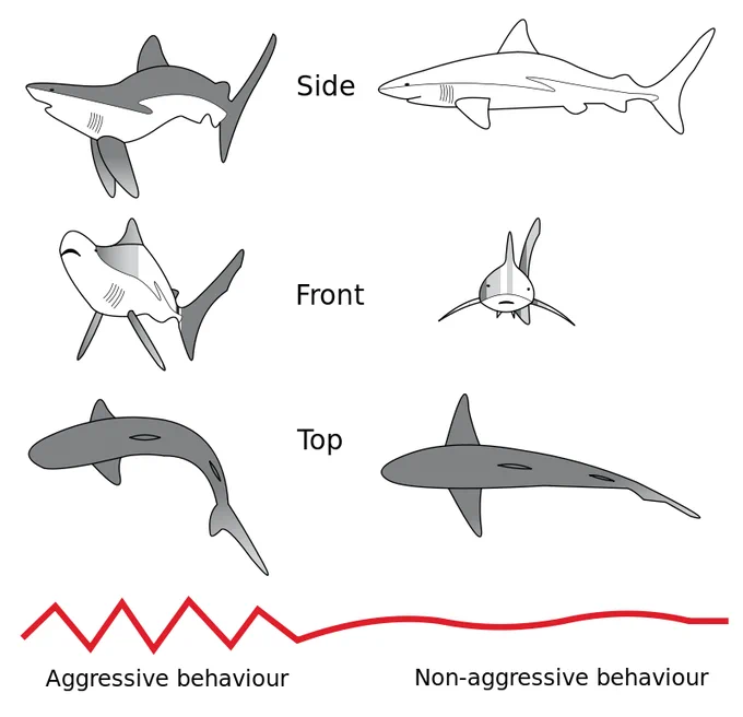 when sharks display aggression they enter a posture known as "Goof-ass Dork Mode" 