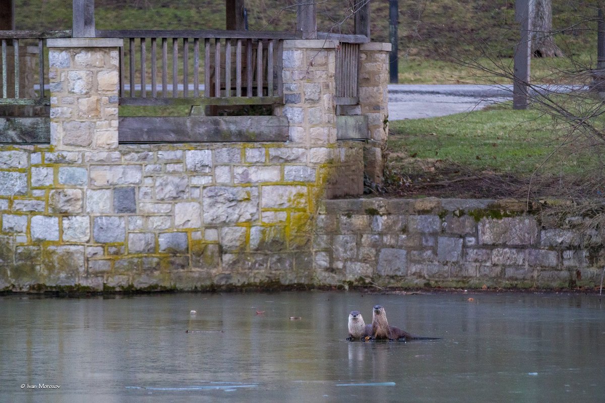 Jan. 12, 2022. "Otters On Ice". Random photo from the <a href="/virginia_tech/">Virginia Tech</a> Duck Pond. <a href="/TechSideline/">Tech Sideline</a> <a href="/vtnews/">Virginia Tech News</a> :-)