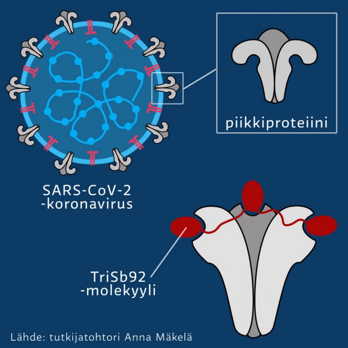 According to researchers at the University of Helsinki, the spray contains a molecule called TriSb92 that inactivates the SARS-CoV-2 spike protein. https://t.co/ykDpLq7CQG