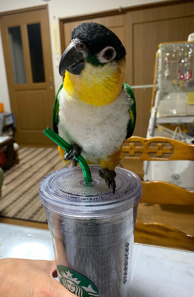 tAkY_An's tweet photo. 最近の鳥です https://t.co/E5kkqbrIBM