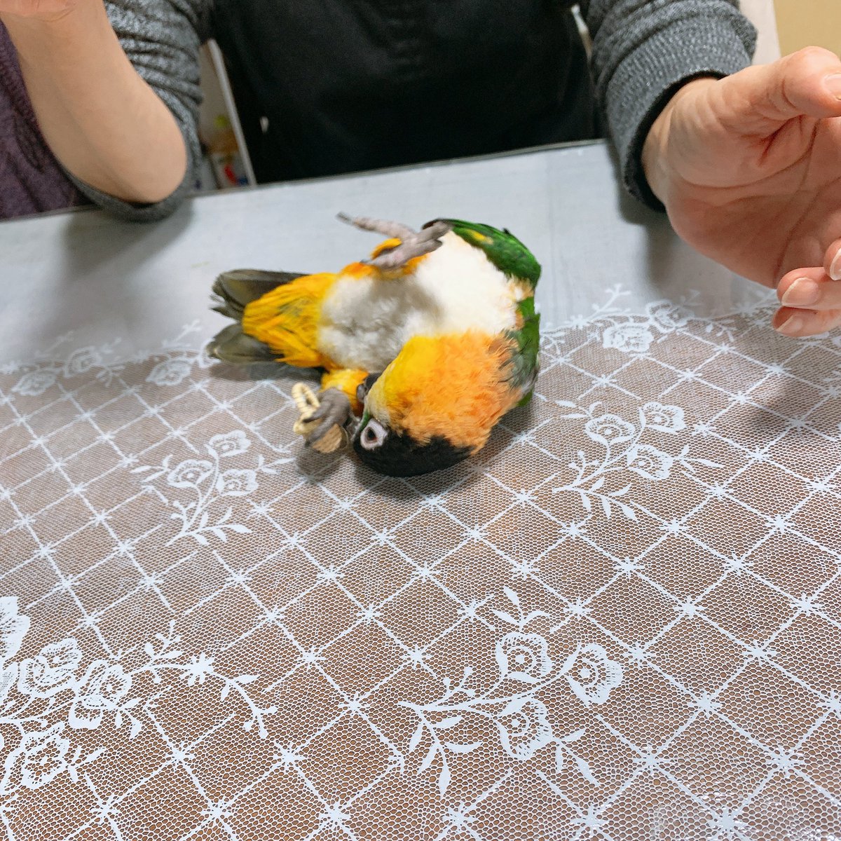 tAkY_An's tweet photo. 最近の鳥です https://t.co/E5kkqbrIBM
