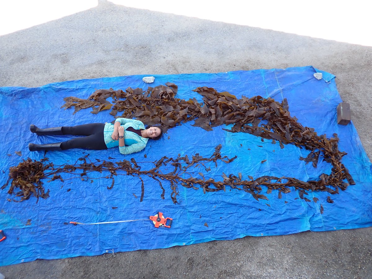 Such a joy watching these baby #kelp grow up from the Petri dish to the ocean, reaching 9 m tall in just over 6 months! Exciting finds about how two different morphology types of giant kelp fare growing side by side…