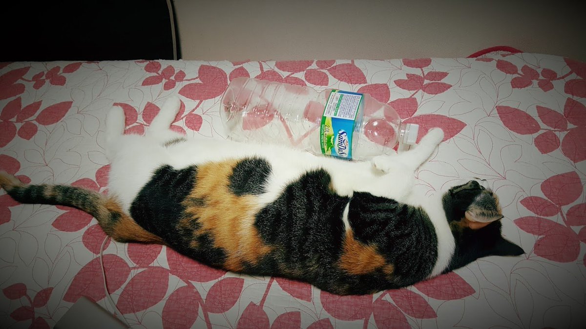 비교하는 물병이 500ml인 시점에서 뚱냥이라고 하기아는 부족하다고 생각합니다.
역시 2L짜리 물병이 500ml인 것 처럼 보이는 착시현상을 보여 줘야 뚱냥이라고 할 수