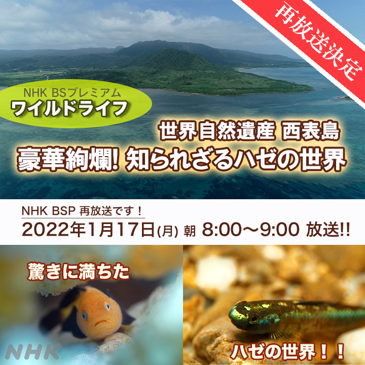 ハゼ Twitter Search Twitter