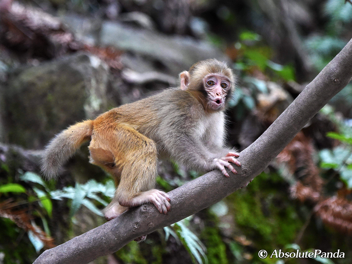 AbsolutepandaCD's tweet photo. The newborn cub of Rhesus Macaque weighs about 464 grams and is weaned at 1 year old. The females are mature at 2.5-4 years old while the males are at 4.5-7. In the wild, their average life expectancy is 30 years while the captive ones are 36 years. 

#猕猴 #Monkey #AbsolutePanda https://t.co/Bf7wtC8MfS