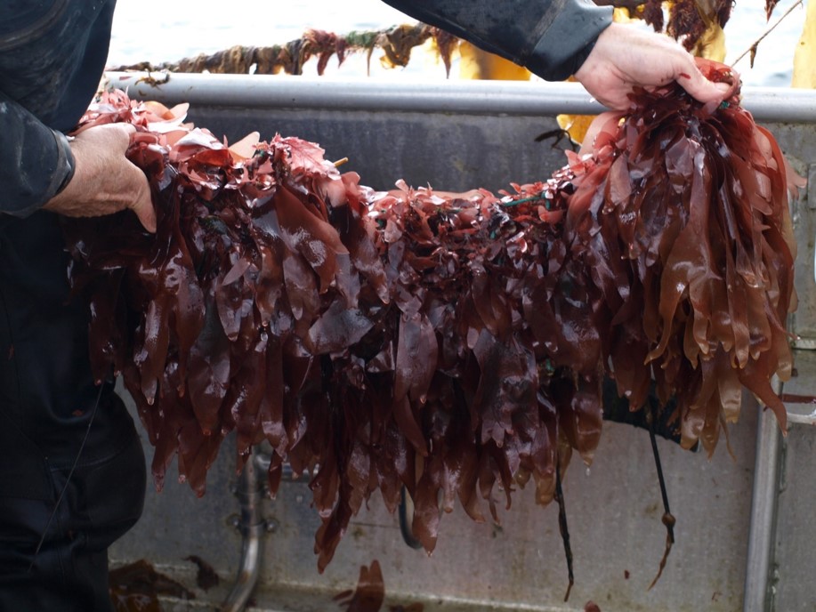 Our #seaweed #cultivation #research is gaining greater national and international interest🥳. For the 5th yr running, we've produced more growth substrates for offshore trials of #Palmaria palmata (#Dulse). Better hatchery protocols have helped improve our spore efficiency 😍👇