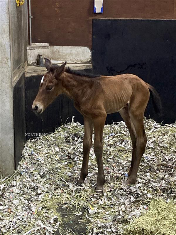 ノーザンホースパーク on Twitter "The multiple G1 winning mare Almond Eye has given birth to her very