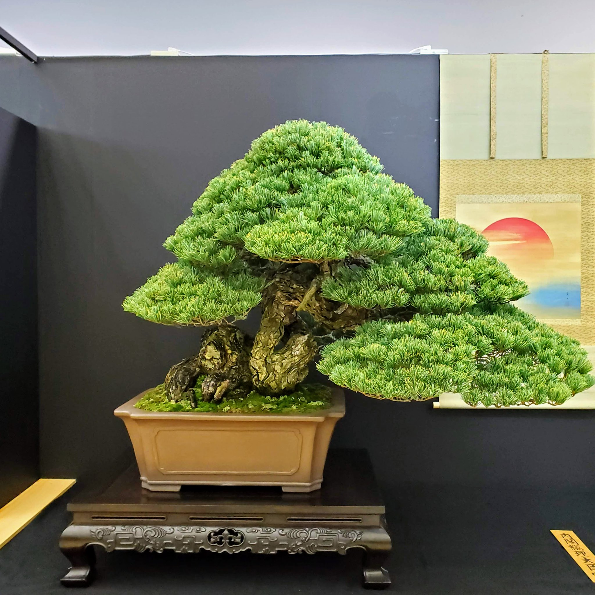 Camellia Tea Ceremony This Stunning 500 Year Old Bonsai Was Recipient Of The Prime Minister S Award 内閣総理大臣賞 One Of The Key Factors In Determining The Worth Of Bonsai Is Their Age It S Only After About 100 Years That Their Value Truly Camellia Tea Ceremony This Stunning 500 Year Old Bonsai Was Recipient Of The Prime Minister S Award 内閣総理大臣賞 One Of The Key Factors In Determining The Worth Of Bonsai Is Their Age It S Only After About 100 Years That Their Value Truly