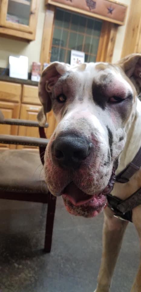 MooseGoose_GD's tweet photo. Throwback to when Goose stuck his snout where it didn’t belong! 🐝 puppies and things with stingers don’t mix!!
#dogsoftwitter #greatdane #heisok #hewasitchy #Sting #ouch #stillcute #dog #puppy #moose https://t.co/R2rF9ngOWG
