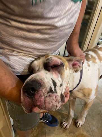 MooseGoose_GD's tweet photo. Throwback to when Goose stuck his snout where it didn’t belong! 🐝 puppies and things with stingers don’t mix!!
#dogsoftwitter #greatdane #heisok #hewasitchy #Sting #ouch #stillcute #dog #puppy #moose https://t.co/R2rF9ngOWG