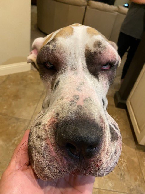 Throwback to when Goose stuck his snout where it didn’t belong! 🐝 puppies and things with stingers don’t mix!!
#dogsoftwitter #greatdane #heisok #hewasitchy #Sting #ouch #stillcute #dog #puppy #moose