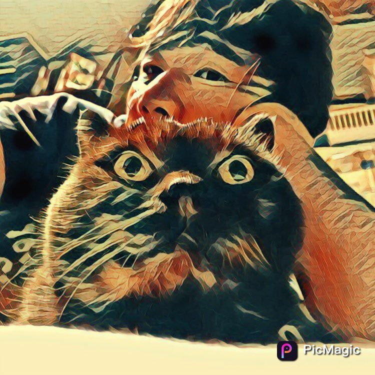 ちず 日本語を喋る黒猫はち Chizu Twitter