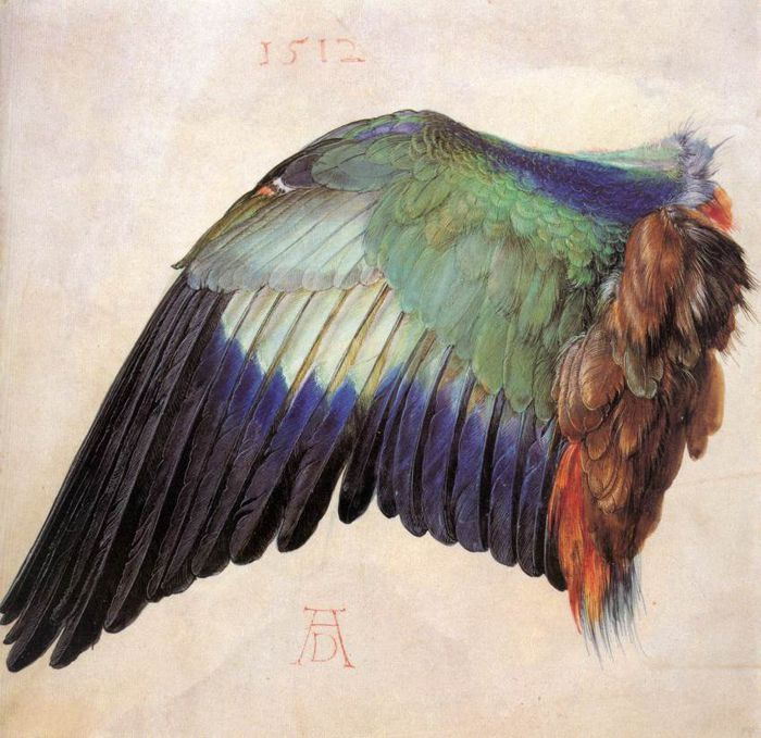 Pteroterror's tweet photo. Some observational natural science (zoology &amp; geology) artworks by Albrecht Dürer from 1500s. Ahead of their time. https://t.co/ElOgq1LyLq