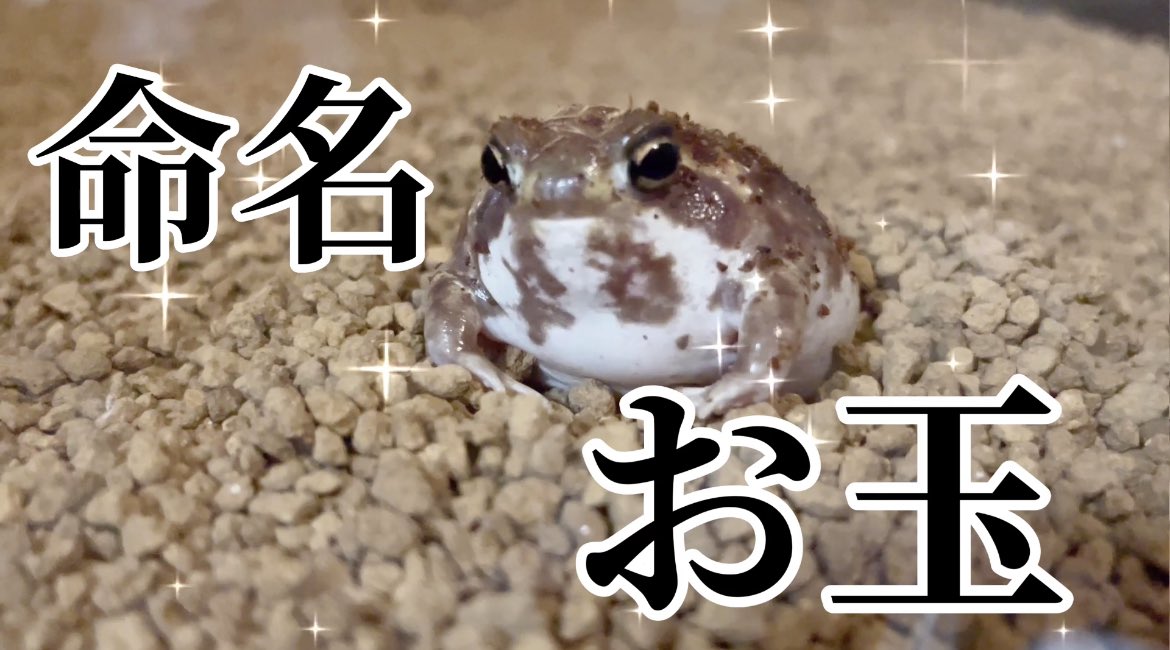 レプティちゃんねるレオン Repleon9 Twitter