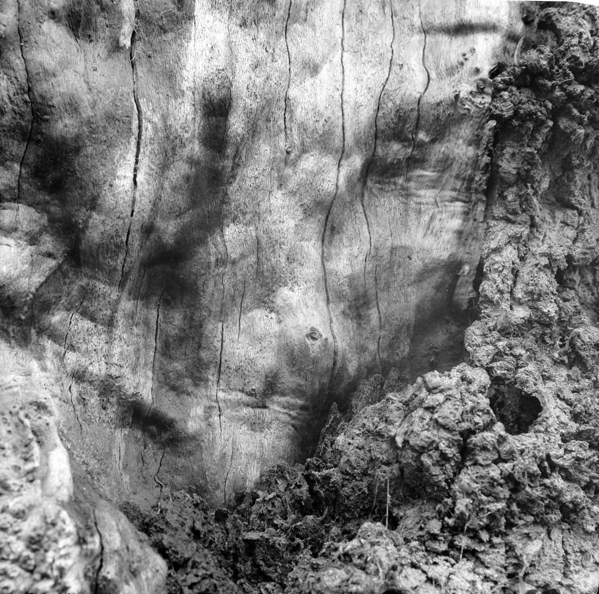 EdgarTP's tweet photo. An oak showing off its muscles. #trees #filmphotography #ilford #orthoplus https://t.co/dUODSThN63