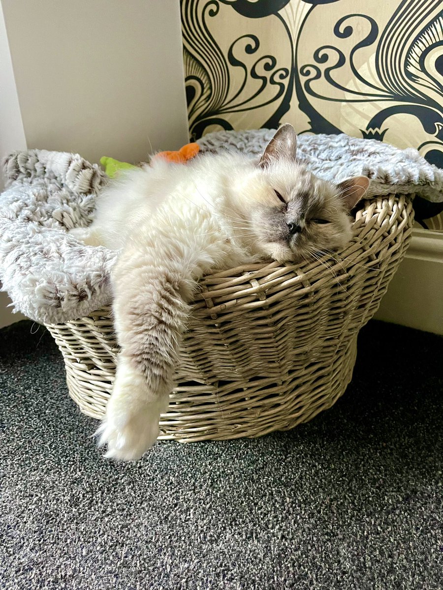 Betty_Boo_Kat's tweet photo. Current mood…😽 #Caturday Happy Mew Year 💤 #HAPPYNEWYEAR2022 https://t.co/50erRVceIY