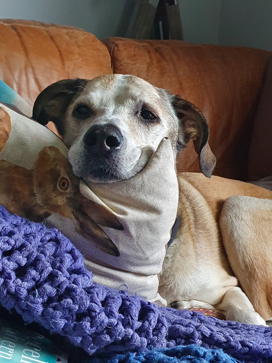 Elvis T Dog tweet media