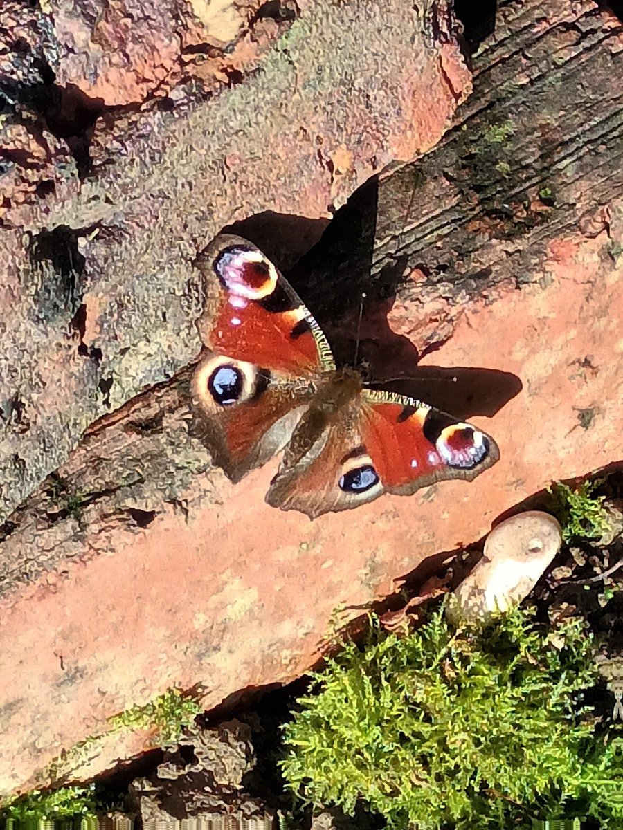 First butterfly of 2022. Peacock sunning itself in the garden <a href="/BCKentBranch/">Butterfly Conservation Kent & SE London</a>