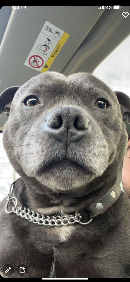 Masseydub's tweet photo. @suziperry Happy new year from reggie😁 https://t.co/dHdNAbF3d9