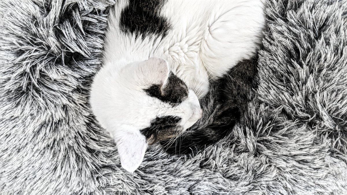 OliverSoho's tweet photo. New winter bed. #caturday https://t.co/WnaEgG78yI