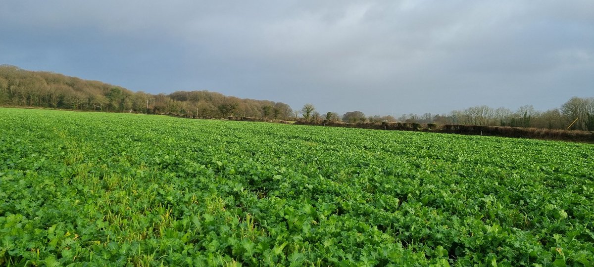 Great way to welcome the new year. Fencing off glas grazer, Cover crop for in lamb ewes to graze . This was sown Sept 4th and got some FYM, catching the nutrients and keeping the soil alive over winter. #healthysoil <a href="/DLF_IRL/">DLF Seeds IRL</a> #NewYear2022