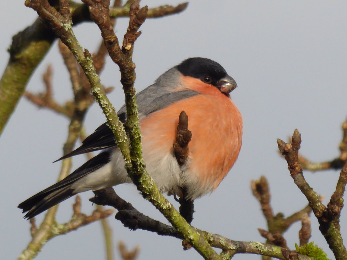 Bullfinches are a rarity in our Yorkshire garden- so what a treat this morning and a good omen for 2022! Happy New Year everyone. #BirdsSeenIn2021 #BirdsSeenIn2022 #TwitterNatureCommunity #YorkshireDales #NewYear2022