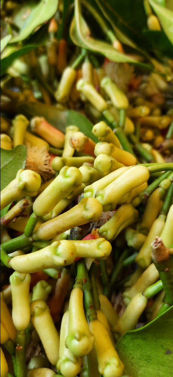 CeylonSpicesWay's tweet photo. Benefits of Ceylon Clove

https://t.co/n1bty4xP1h
Improves Respiratory Tract Health
Effectiveness of clove oil in reducing the symptoms of upper respiratory tract infections has been widely recorded in research. https://t.co/IuAjBH9jmj