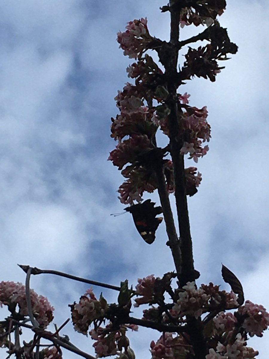 Sarah Lafbery tweet media