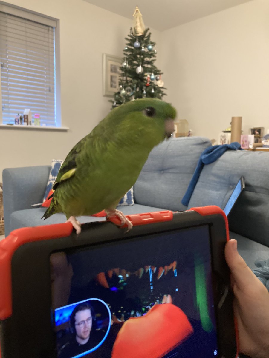 Bird learning from the best <a href="/dantdm/">ᴅᴀɴᴛᴅᴍ💎</a>