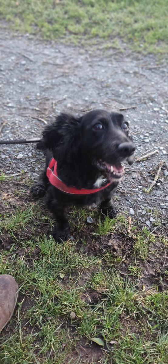 looee66's tweet image. Sunrise walk at Delamont Country Park - Happy new year!