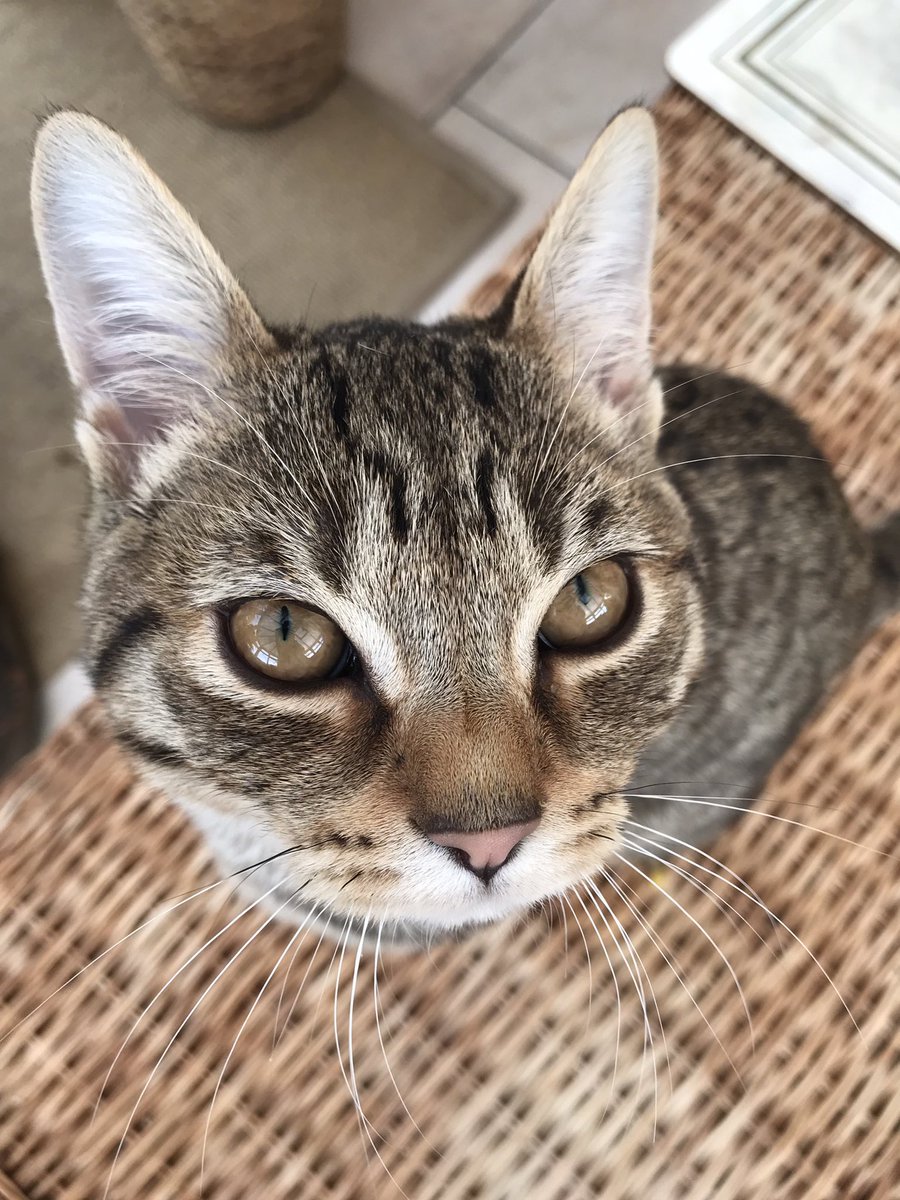 CHINS UP FOR 2022 ♥️🐱

#CatsOfTwitter #2022NewYear