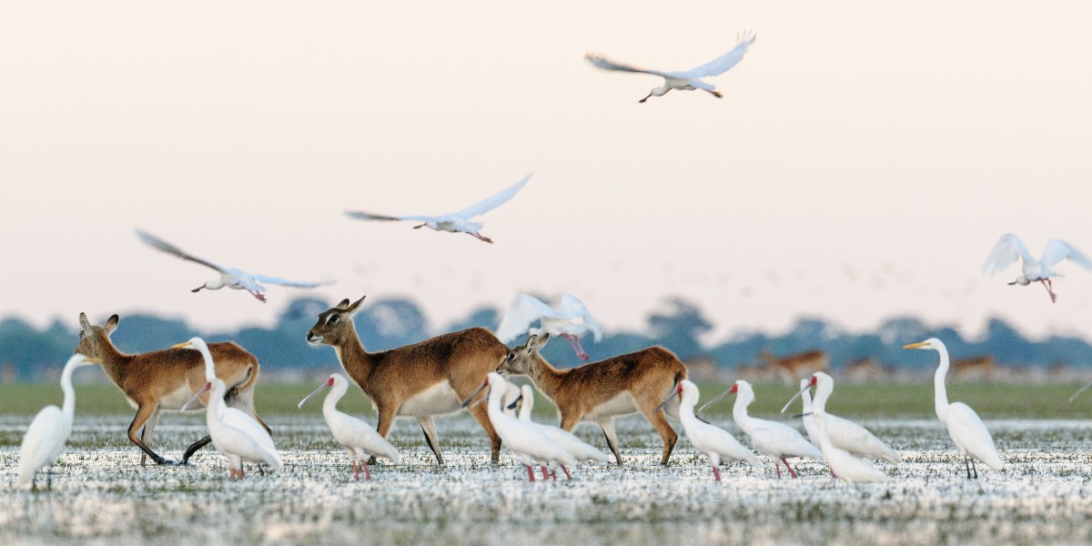 Happy New Year from everyone at African Parks! We are excited for what 2022 holds: managing new parks, bringing more species back to areas where they were previously lost, increasing wildlife numbers &amp; changing people’s lives for the better. Thank you for joining us. 💚