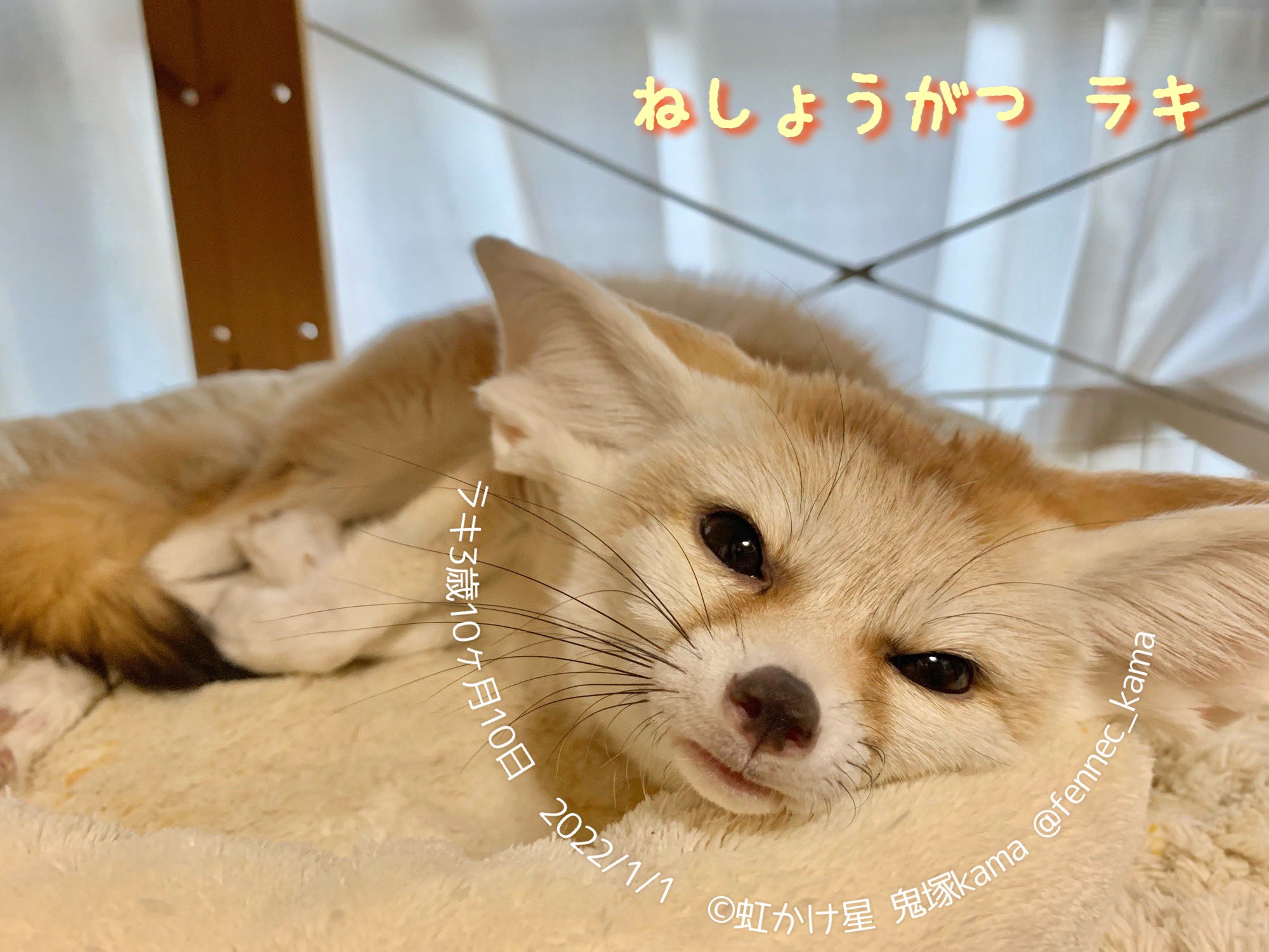 鬼塚kama 虹かけ星 横浜校の生徒募集中 すやや フェネックラキ フェネック キツネ Fennec T Co Ahglpqq9kv Twitter