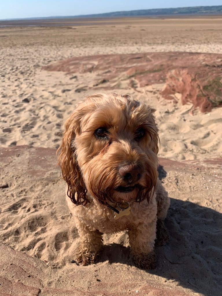 CockapooJuno's tweet image. Happy New Year to all my Furpals. It’s my birthday today. I’m 8 years old today. I’m hoping for a special dinner later 🎉 🎈 🎂 #birthdaygirl #NewYear2022 #dogsoftwitter