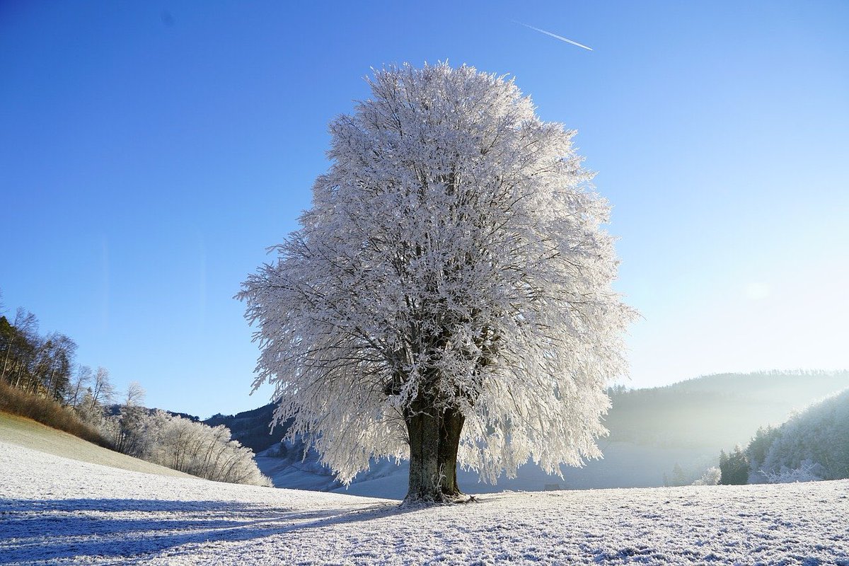 RevelDaily's tweet image. A snow covered tree! #Revel