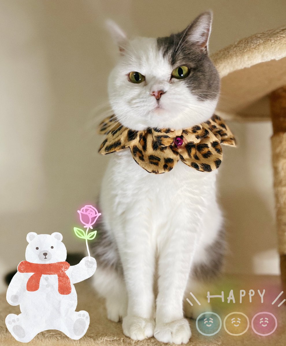 BABY_20150918's tweet photo. あけましておめでとうございます🐯
2022年💛猫年🤔💭 https://t.co/O18we4fFvb