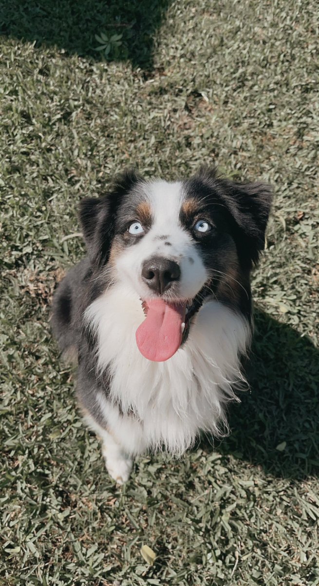 chefmisssmith's tweet photo. The absolute unimaginable happened. PLEASE keep an eye out for Cannoli. She ran away around 10:45pm tonight… we live near Curry Ford and Conway.
PLEASE if you see her/have her call us 305-798-8311 
REWARD if found. https://t.co/OyecSiKF72