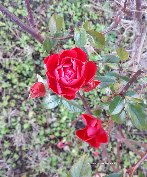 En ce 1er Janvier, je viens vous souhaiter une excellente année 2022 ,Santé, Bonheur et Réussite , pour vous et ceux que vous aimez ❤

❤ Que cette année nouvelle nous apporte enfin un répit dans ce contexte pas très rose ❤

❤ Bisous affectueux à toutes ❤