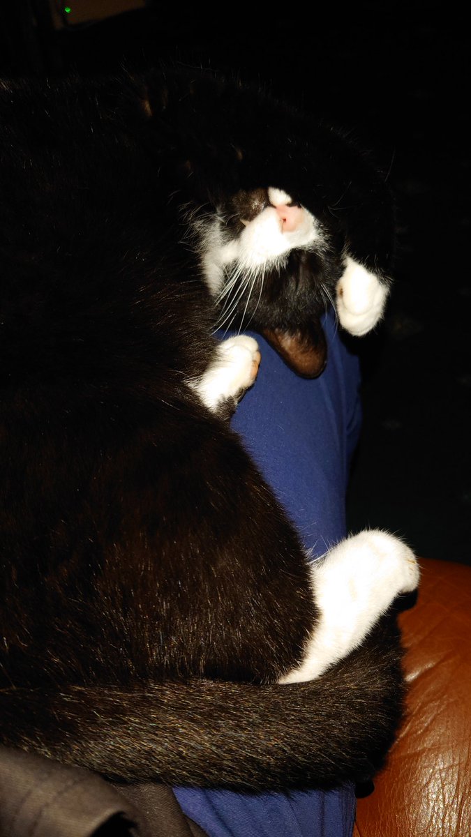 The start of a new year, with the same old fluffy/purring alarm clock. Thankfully.