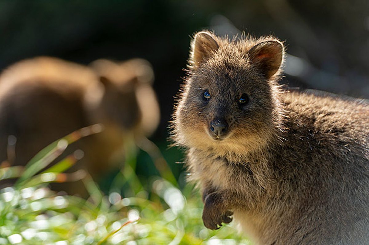 quokkaeveryhour's tweet photo. https://t.co/FTx37kmZIP