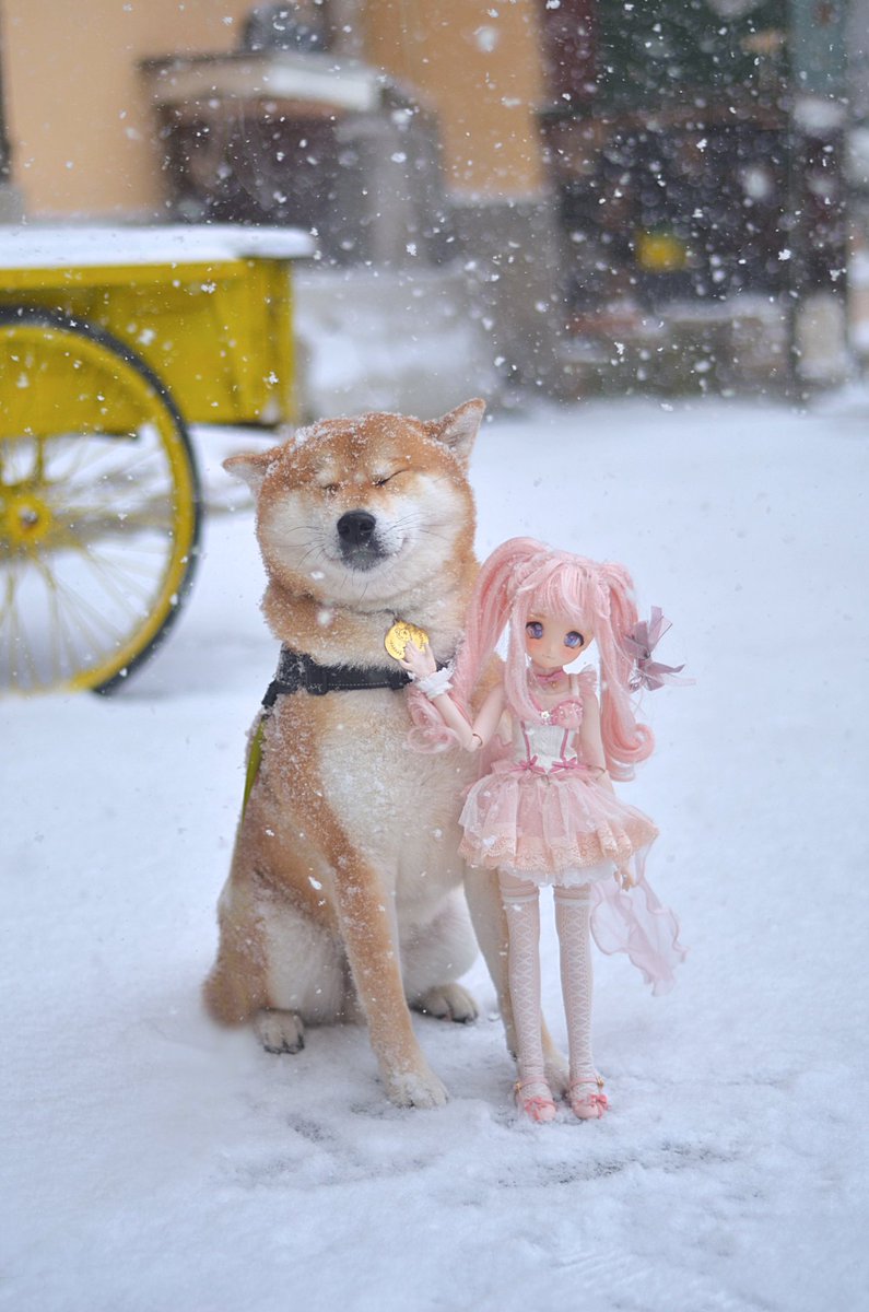 Foxxx1990's tweet photo. 2022年HAPPY NEW YEAR☃️ 雪柴犬 https://t.co/sUsS91deme